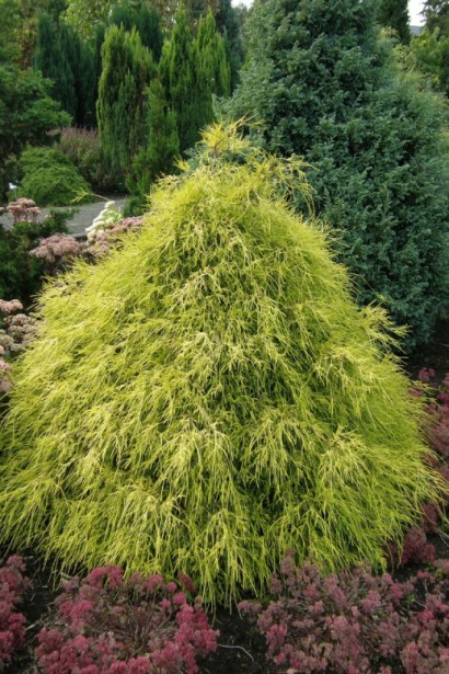 Кипарисовик горохоплідний Філіфера Ауреа | Chamaecyparis pisifera Filifera Aurea | Кипарисовик горохоплодный Филифера Ауреа